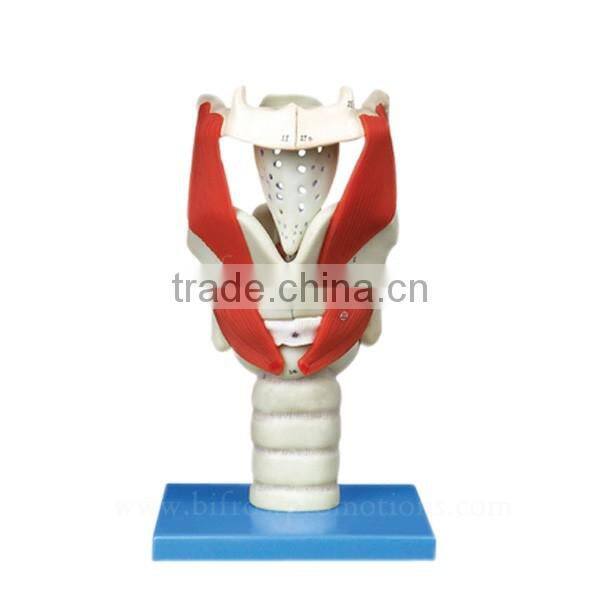 3 Times Handmade Plastic Anatomical Throat Model