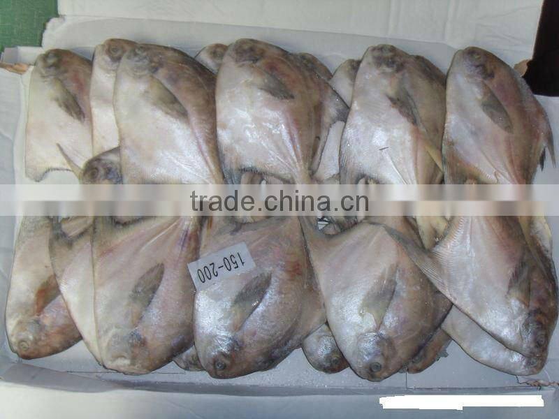 IQF grey pomfret(swallowtail butterfish)100-150g