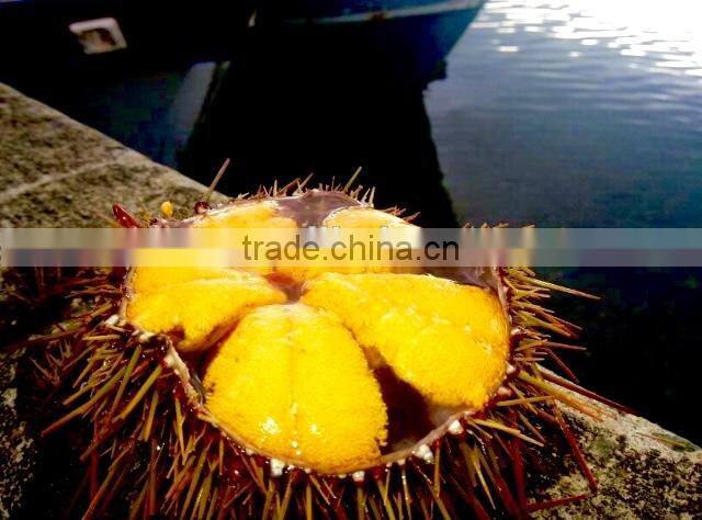 UNI Sea Urchin
