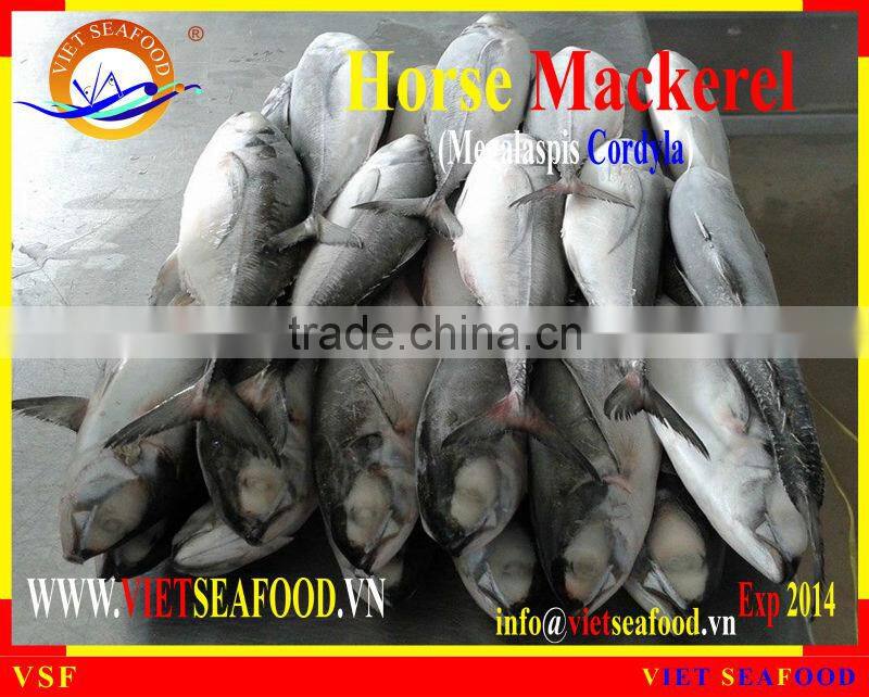 FROZEN W/R HORSE MACKEREL