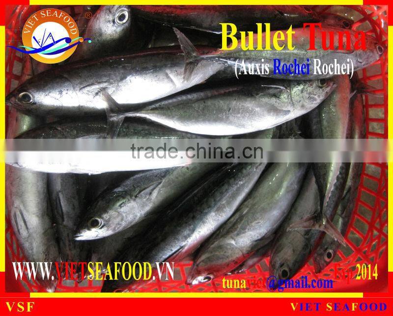 FROZEN W/R BULLET TUNA