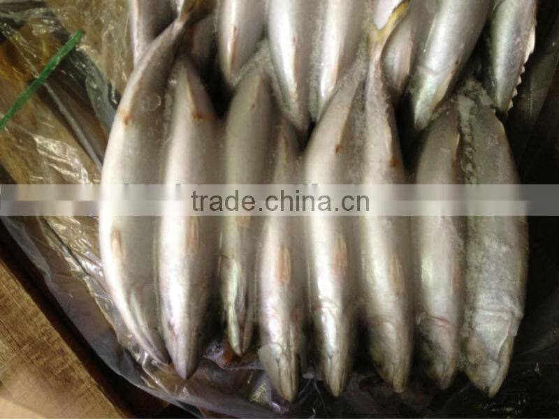 Frozen whole round mackerel size 200-300g/pcs for sale