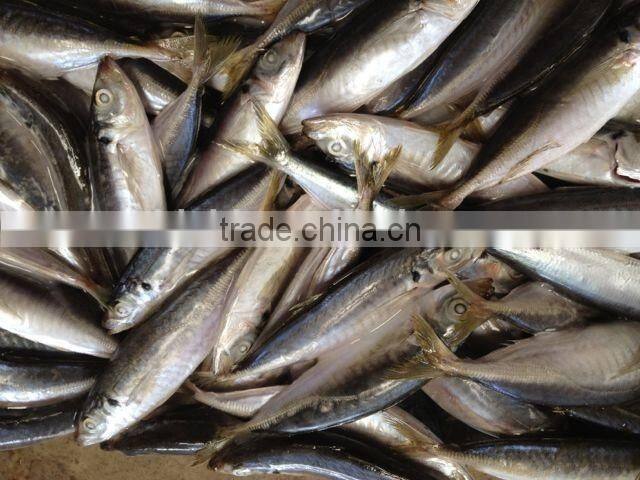 2016 Newly Frozen Whole Round Scad Fish for sale