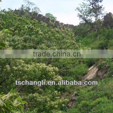 health food organic fresh chestnut for hot dale--the best Chinese chestnuts species