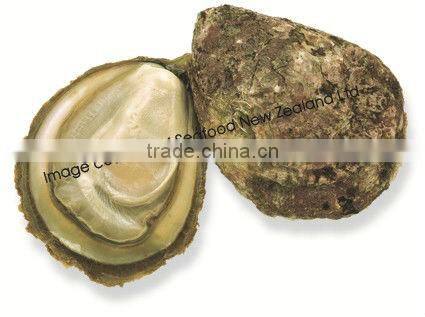 Live New Zealand Bluff Oyster