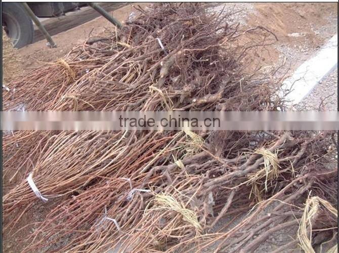 Easy survival putao shu:The grape seedling