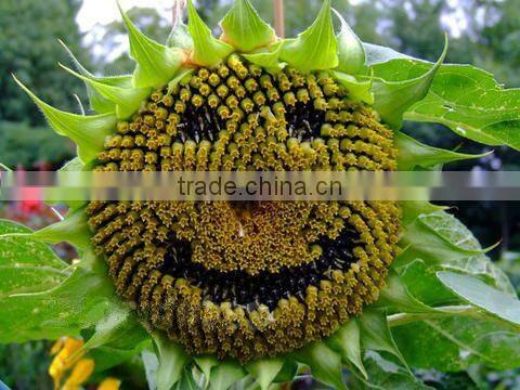 SUNFLOWER SEEDS SPECIFICATION 2013