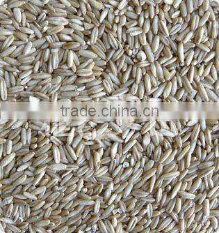 2016 the newest and hot selling barley ccd color sorter