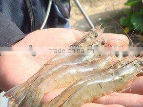 Lobster cooking production line