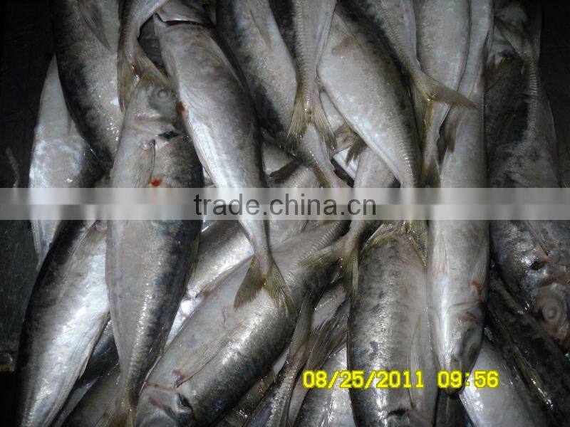 frozen horse mackerel whole round smalleye