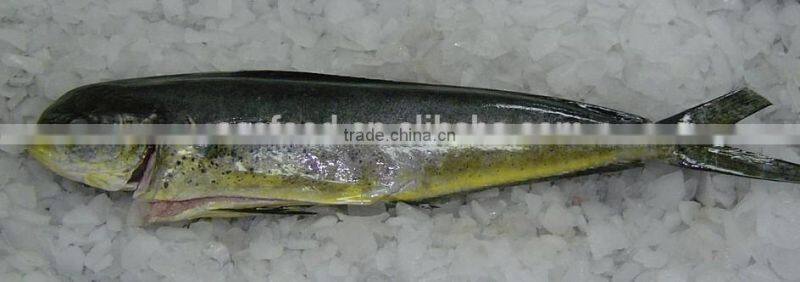 frozen whole and round mahi mahi fillet 1000+