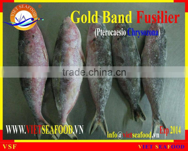 FROZEN W/R GOLD BAND FUSILIER