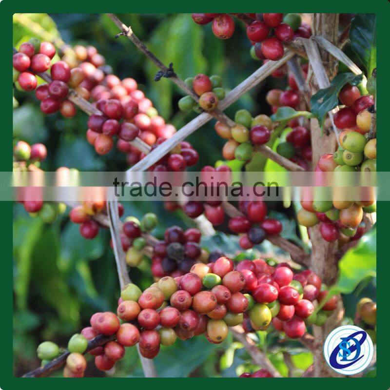 Best price arabica green coffee beans