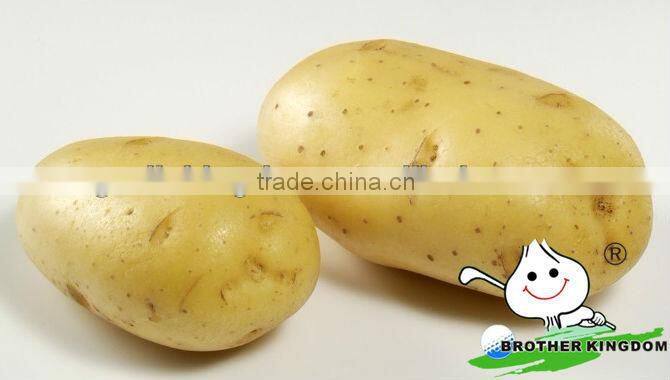 Fresh potato/Fresh potato china/Fresh potato supplier