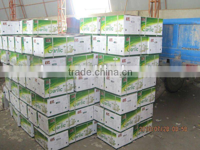 chinese jingxiang garlic