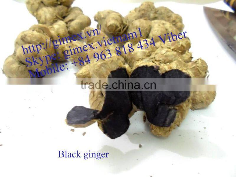GIMEX VIET NAM PURPLE GINGER