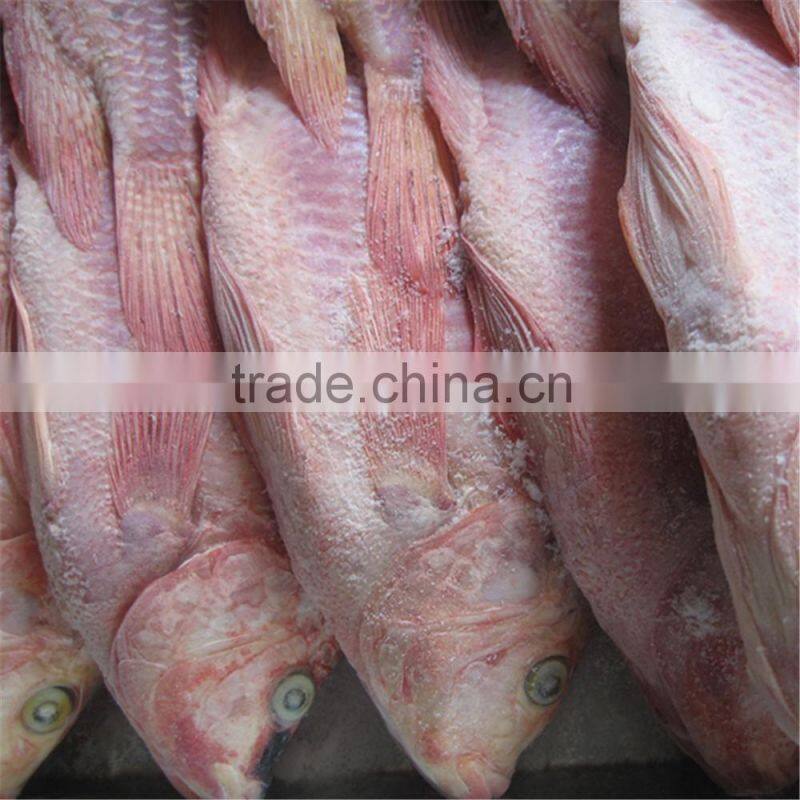 Frozen Red Nile Tilapia on Sale