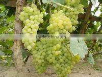 sultana raisin-new crop