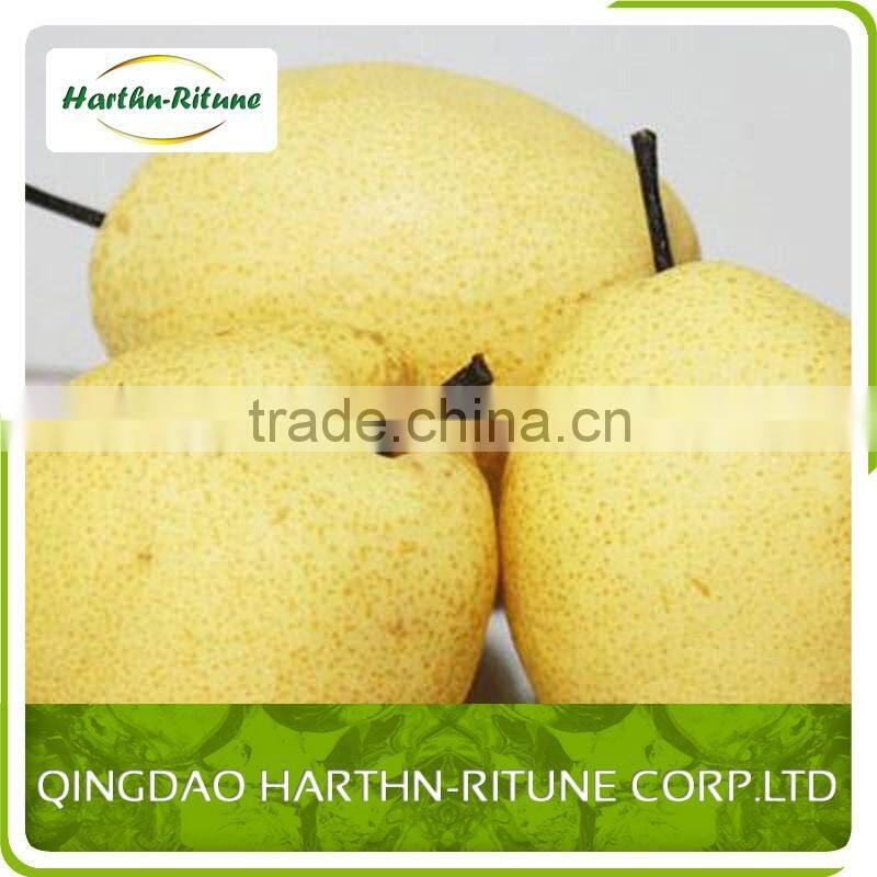 new chinese fresh ya pear