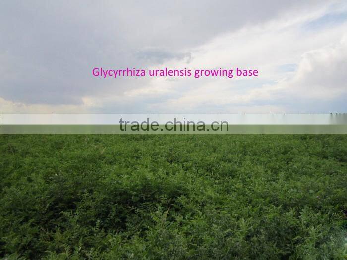 High Germinaiton Rate Licorice Root Seed Glycyrrhiza Uralensis Seeds For Cultivation