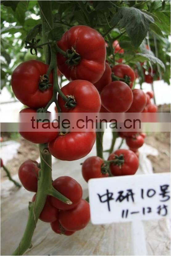 Super High Yield Top Quality Hybrid F1 Indeterminate Growth Big Pink Tomato Seeds For Growing-Zhong Yan No.10