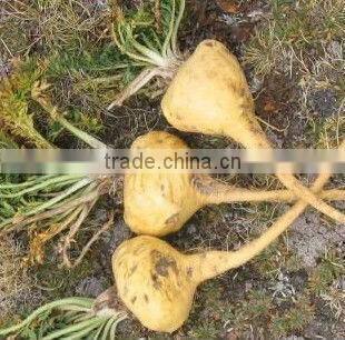 2014 GMP&Kosher BNP Best quality Natural maca extract/Lepidium Meyenii Powder Extract for Men Sexual