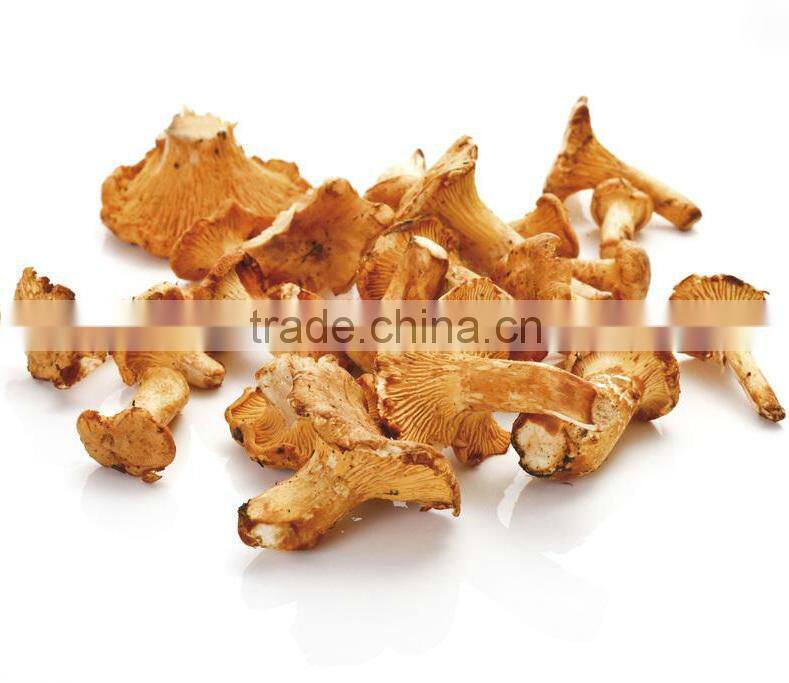 Good Quality Wild Organic Dried Chanterelle