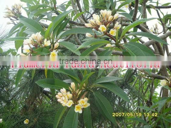 for outdoor landscaping ornamental bonsai plants