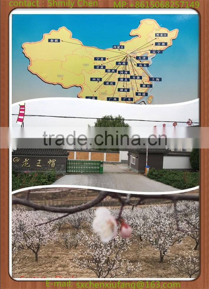 debitterized apricot kernel powder for beverage