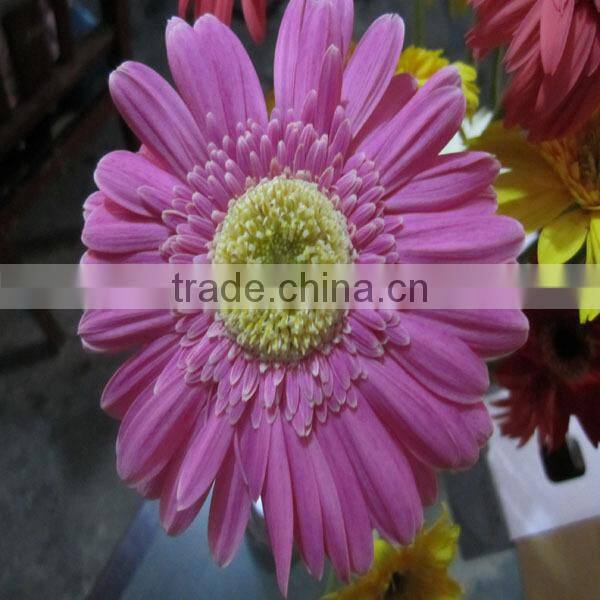 wholesale fresh gerbera flower with high quality