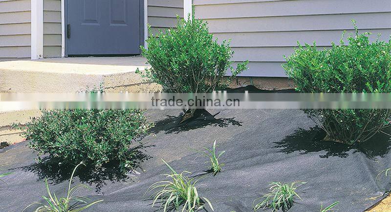 anti-uv 1.83x50m black pp ground cover