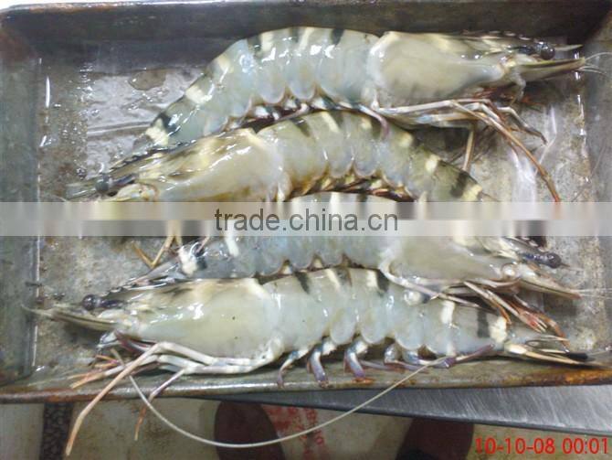 assured quality frozen Vannamei shrimp from China competitive price