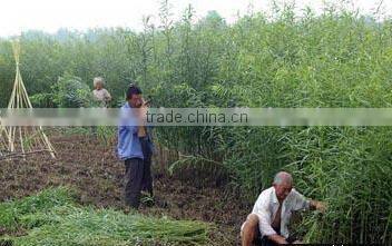 garland, christmas garland, garland light