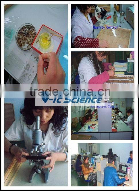 Botany tissue slides algae prepared sldies Scenedesmus W.M.