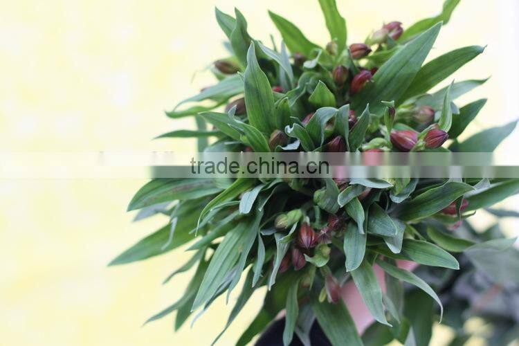 Wide varieties top sell high quality fresh cut flower peruvian lily