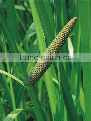 100 pure natural grassleaf sweelflag rhizome herb oil