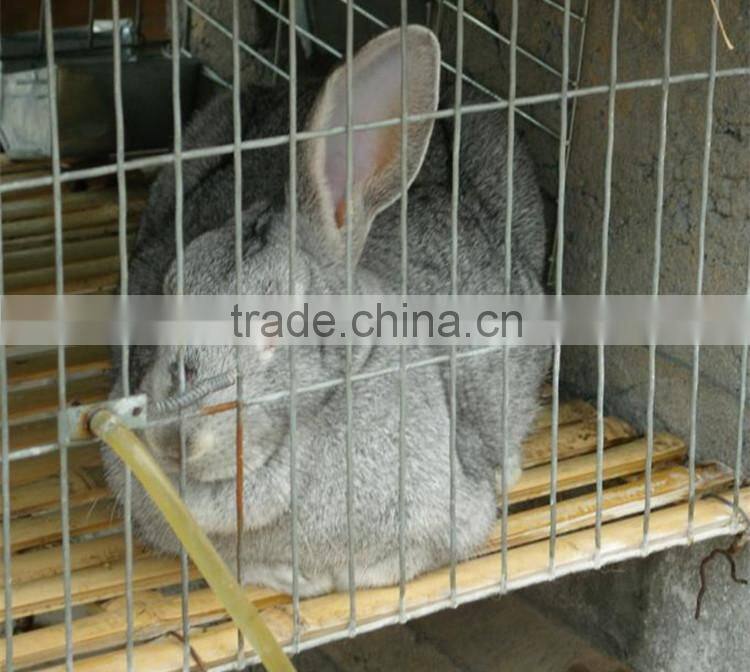 Galvanized steel wire mesh rabbit cages