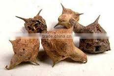 Pedalium Murex Extract / Tribulus Terrestris Gokhru