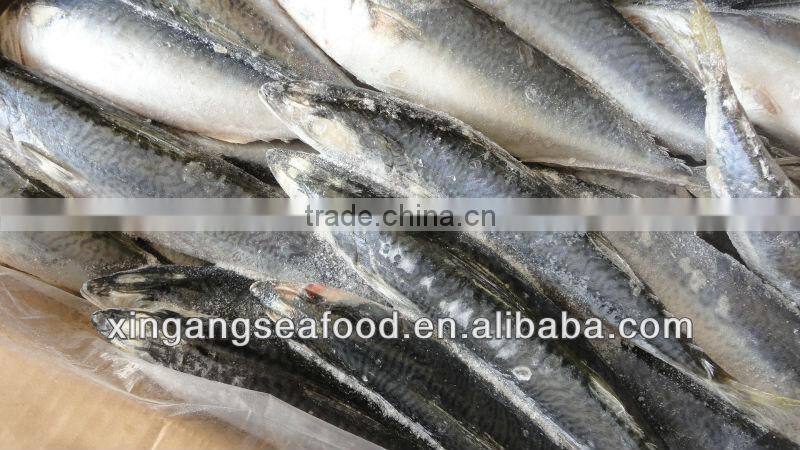 mackerel fish