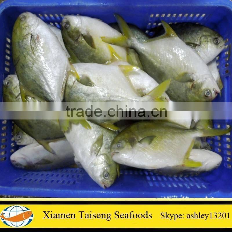 Supply Frozen Golden Pompano with all size