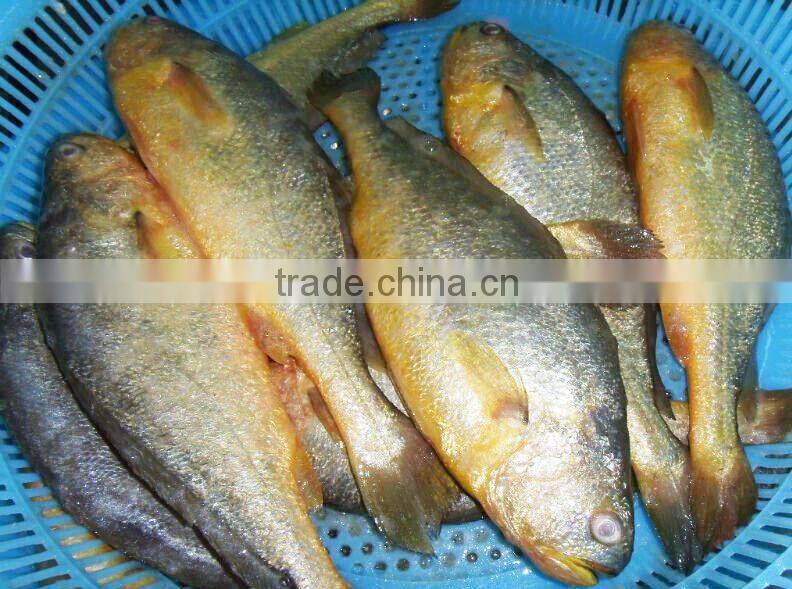 Frozen Yellow Croaker Export to USA