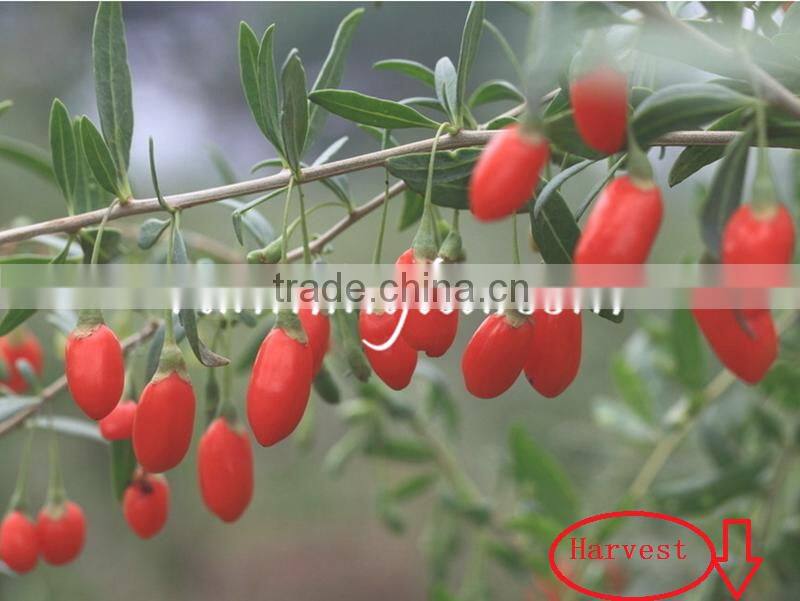 Dried Goji Berry Organic Goji Berries
