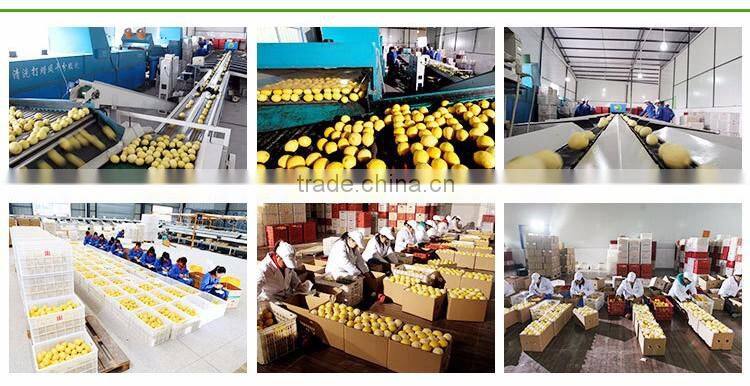 fresh lemon with vitamin C