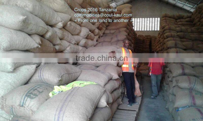 Very good Tanzania raw cashew nuts ( Tanzania contact: 255 682 294 635)