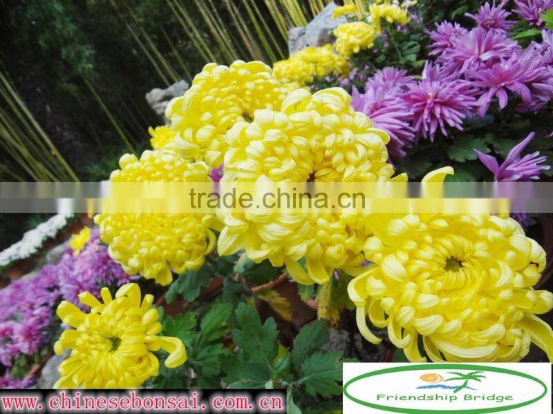 Chrysanthemum