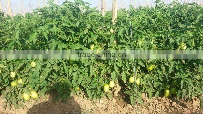 Red Jumbo F1 Hybrid Tomato Seeds