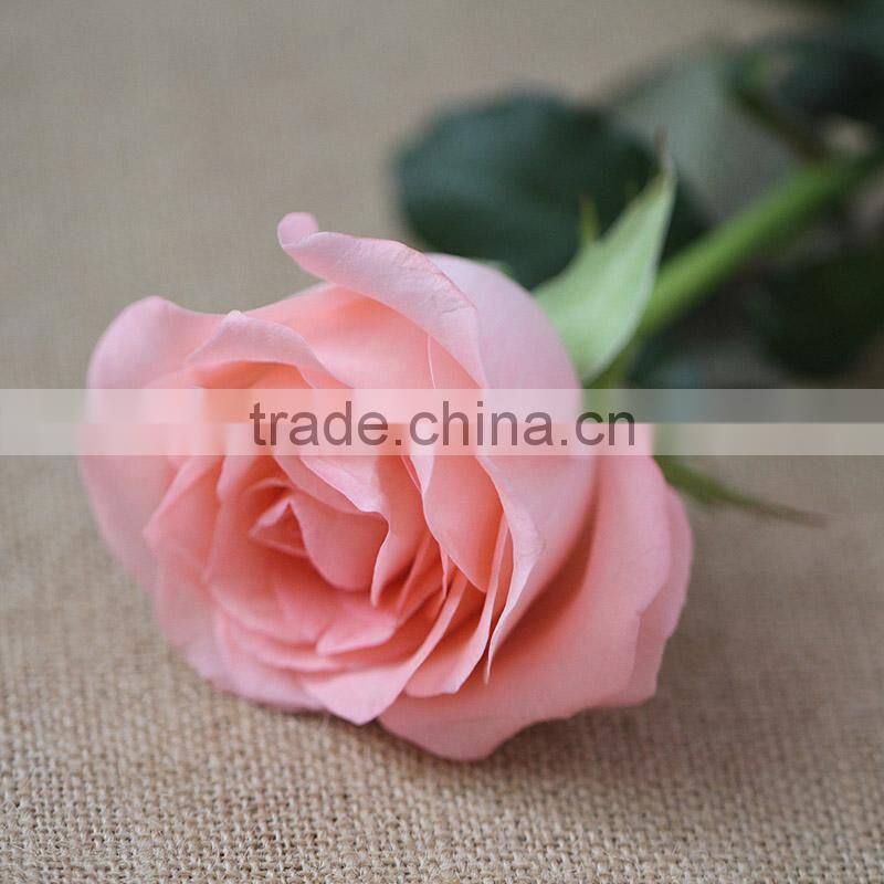 Hot sale fresh cut Daiana pink rose flowers