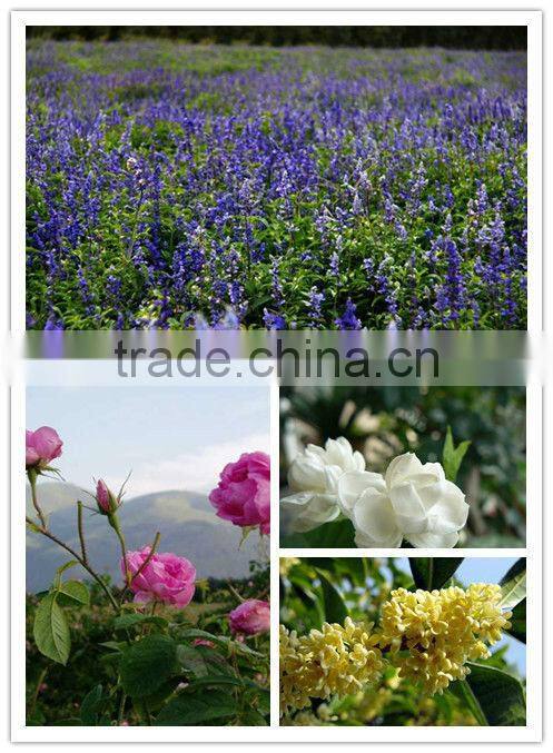 EC100 Stainless steel essential oil Making Machine on sale