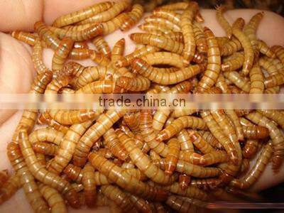 Industrial tunnel type microwave mealworm dryer & sterilizer