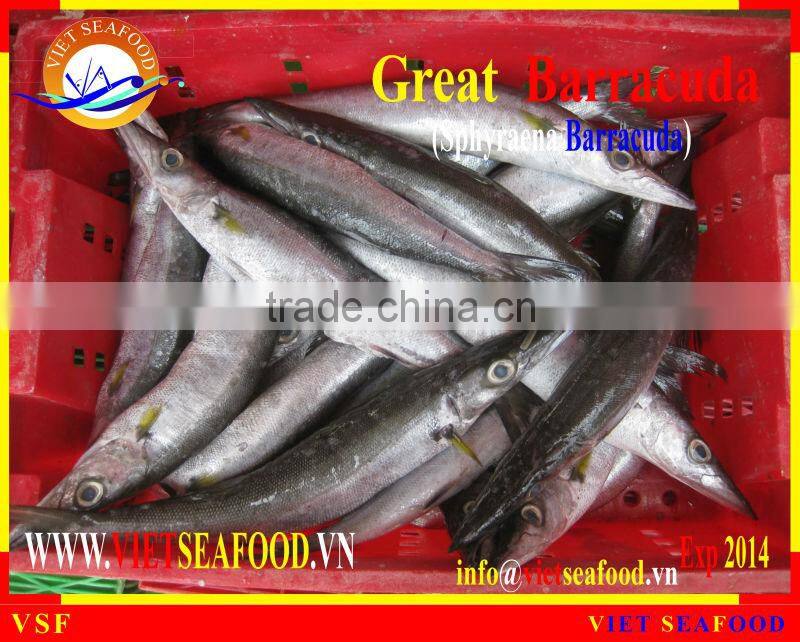 FROZEN W/R BARRACUDA FISH